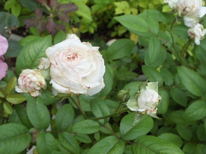  photo clotilde2_zps7067fe63.jpg